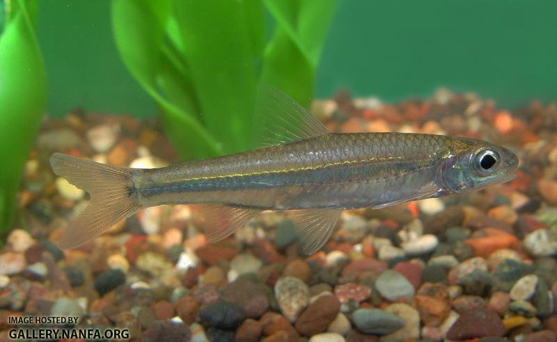 CNS56a