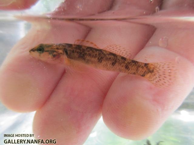 Carolina Fantail Darter