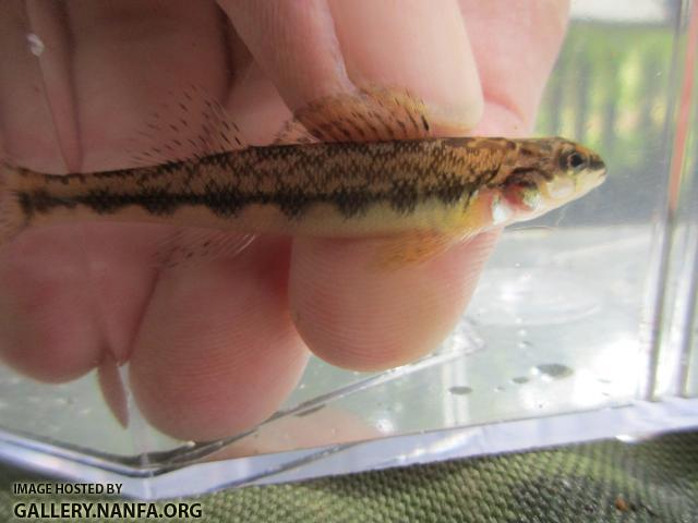 Piedmont Darter
