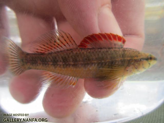 Pinewoods Darter