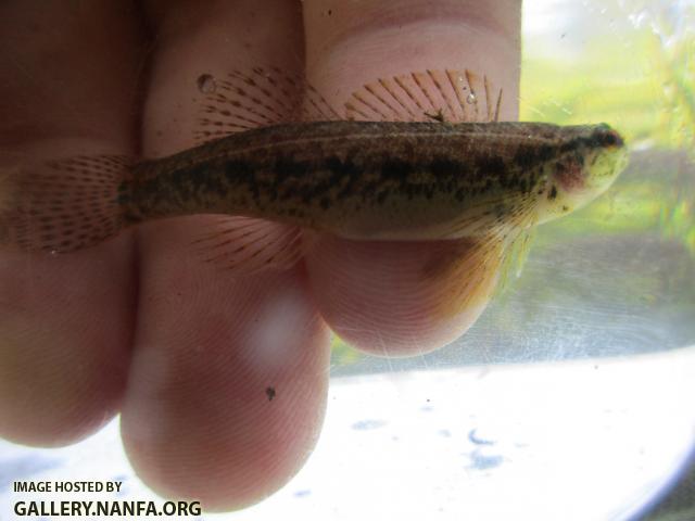 Sawcheek Darter