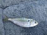 Threadfin Shad