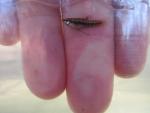Least Killifish