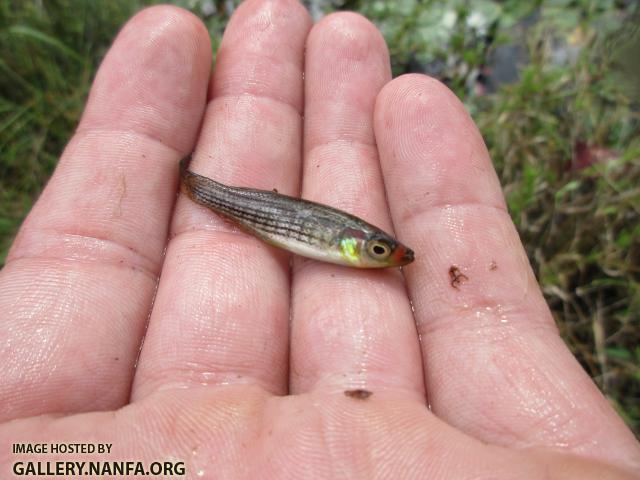 Lined Topminnow