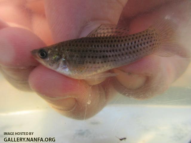 Sailfin Molly