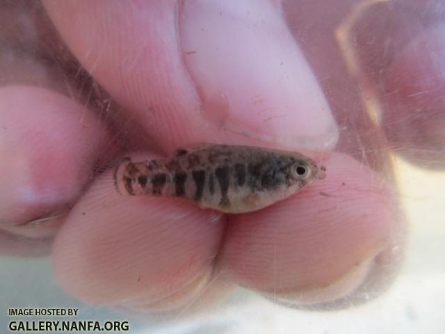 Sheepshead Minnow