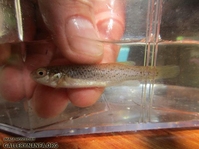 Speckled Killifish