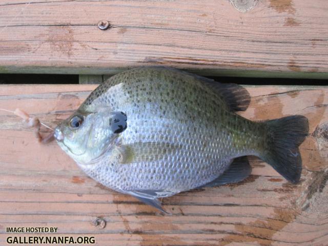 Bluegill