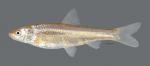 Hybognathus placitus Plains Minnow 3549ws