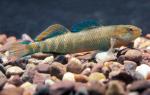 Rainbow Darter OtterTail1