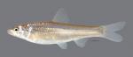 Hybognathus placitus Plains Minnow 4630ws