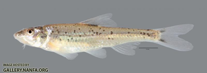 Macrhybopsis australis Prairie Chub 4403ws