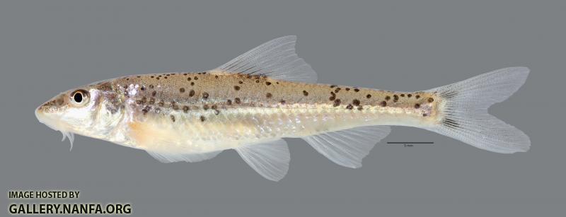 Macrhybopsis australis Prairie Chub 4957ws