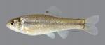 Pimephales promelas Fathead Minnow 5087ws