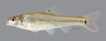 Pimephales vigilax Bullhead Minnow 4356ws