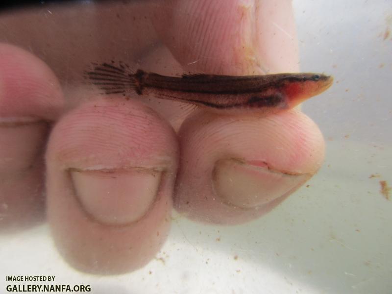 Swampfish