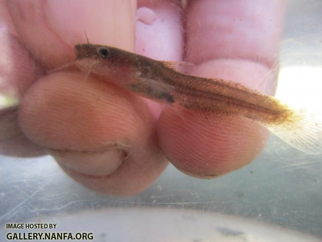 Speckled Madtom