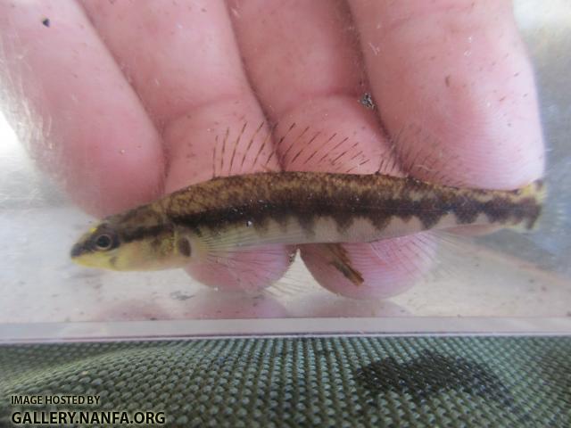 Blackbanded Darter