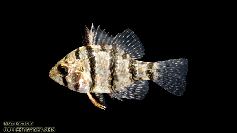 Enneacanthus-chaetodon