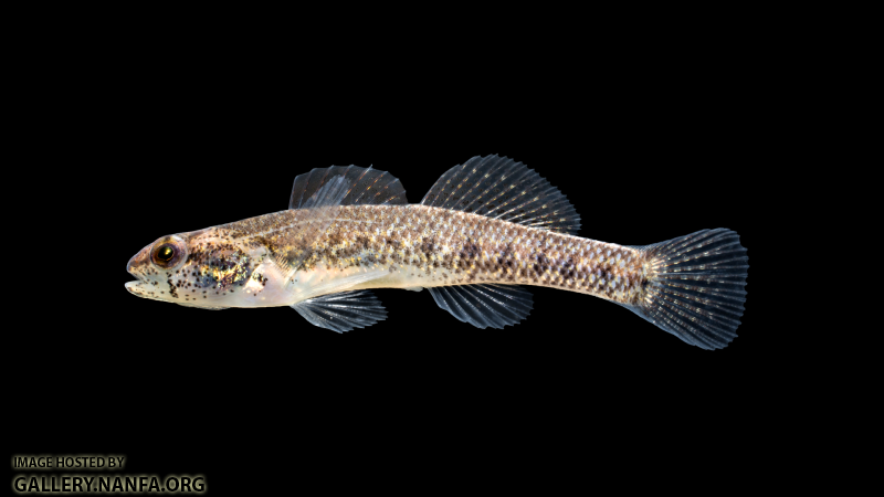 Etheostoma-collis