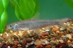 Mississippi Silvery Minnow - Hybognathus nuchalis