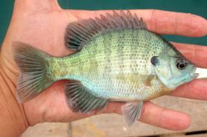 Lepomis macrochirus