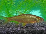 Golden Shiner3a