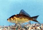 Goldfish - Carassius auratus