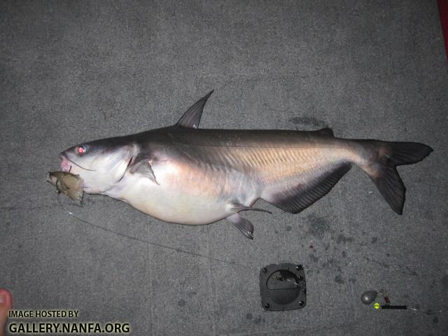 Blue Catfish