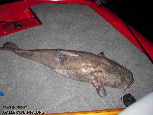 Flathead Catfish