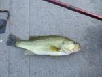 Largemouth Bass