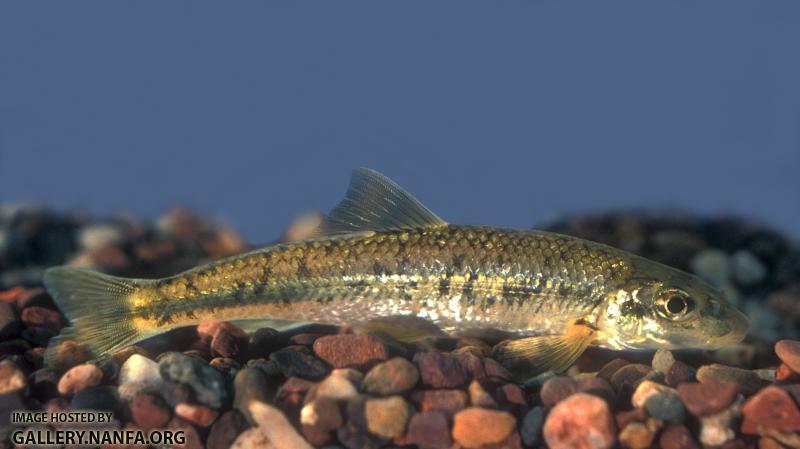 Gravel Chub1a