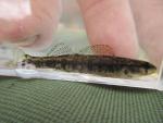 Halloween Darter