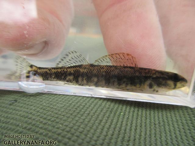 Halloween Darter
