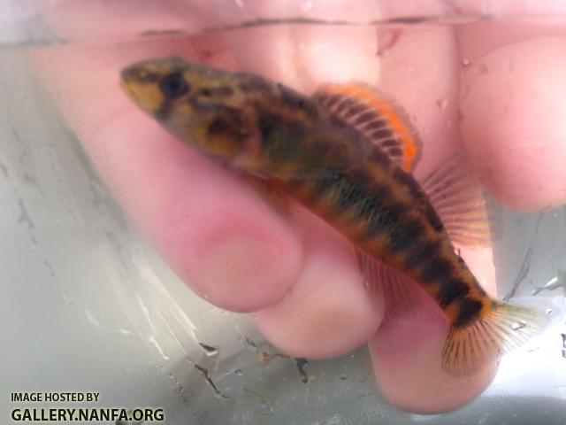 Roanoke Darter