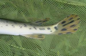 Longnose Gar