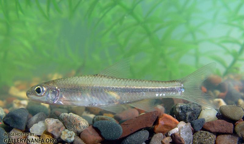 pallid shiner6a