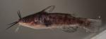 Ameiurus nebulosus  southern variety juvnile captive bred AUG 2016 by BZ