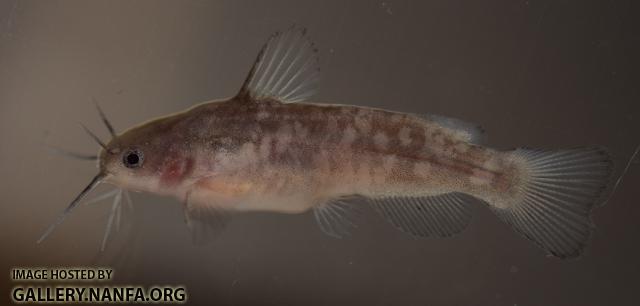 Ameiurus serracanthus juvnile captive bred AUG 2016 by BZ
