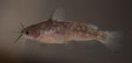 Ameiurus serracanthus juvnile captive bred AUG 2016 by BZ