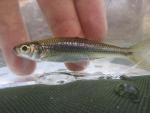 Sandbar Shiner