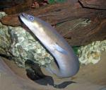 Frehwater Eel Family - Anguilliade