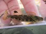 Swannanoa Darter