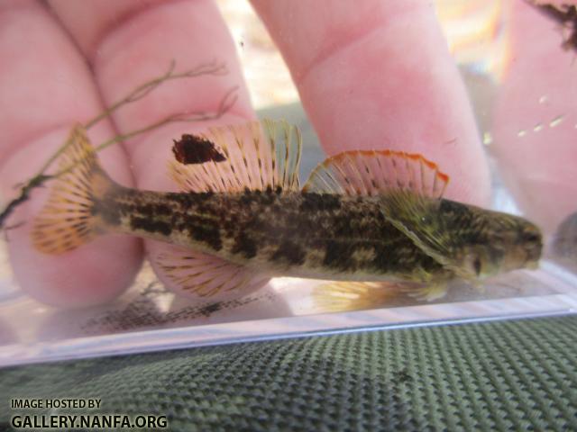 Swannanoa Darter