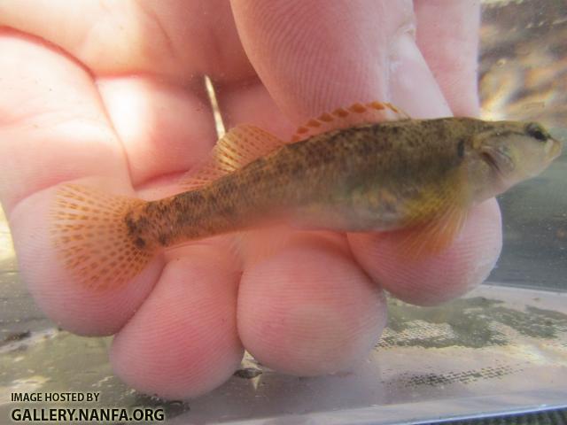 Fantail Darter