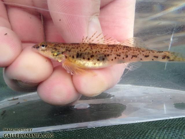 Glassy Darter