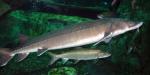 Sturgeon Family - Acipenseridae