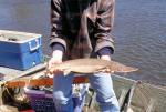 Shovelnose Sturgeon - Scaphirhynchus platorynchus