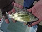 Temperate Bass Family - Moronidae