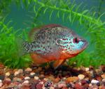 Orangespotted Sunfish - Lepomis humilis